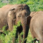 One Day Safari Tour to Bundala National Park from Colombo - Getting to Know the Tour: A Deep Dive into the Experience