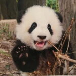 One Day Trip to Chengdu Panda Base and Leshan Buddha Tour - The Advantages of Private, Door-to-Door Service