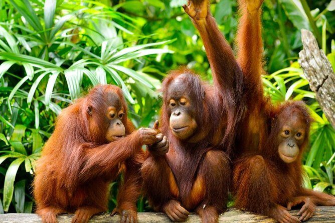 Orang Utan Island Day Tour (Private) - Why This Tour Offers Good Value