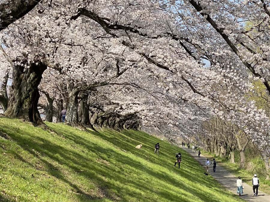 Osaka: Cherry Blossoms Tunnel & Uji day trip in small group - What’s Included and What to Know Before Booking  