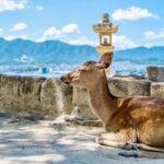 Osaka/Hiroshima Dep: Hiroshima Miyajima LandmarksUNESCO Tour - Who Would Love This Tour?
