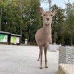 Osaka: Kyoto and Nara Day Trip with Pickup - The Downsides to Keep in Mind