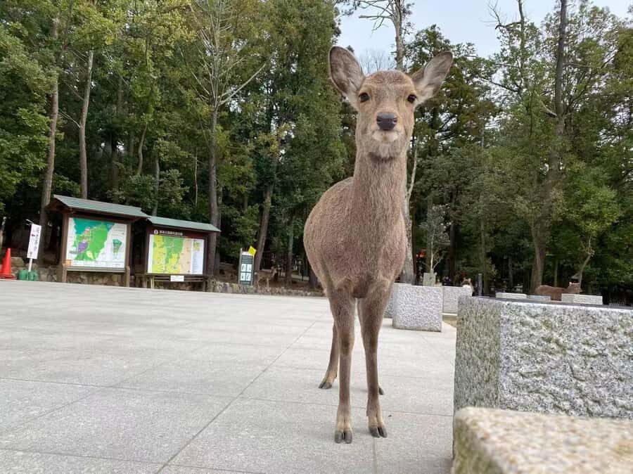 Osaka: Kyoto and Nara Day Trip with Pickup - The Downsides to Keep in Mind