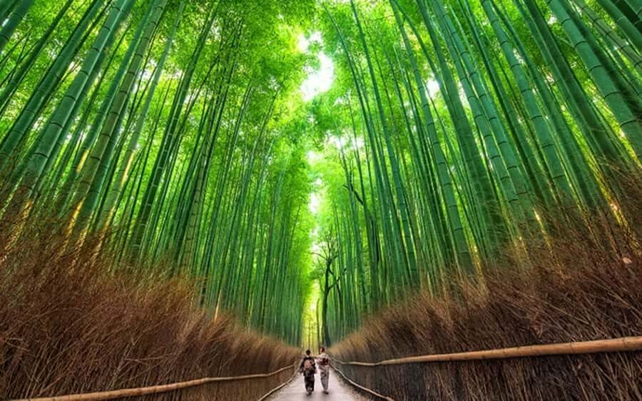 Osaka Kyoto: Nijo Castle, Nara, Arashiyama, Day Trip by Bus - The Practical Side: Transport, Timing, and Group Size