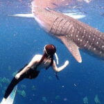 Oslob Whale Shark, Aguinid Falls & Moalboal Snorkeling - Is the Price Worth It?
