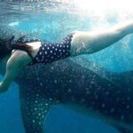 Oslob: Whale Shark Swim & Snorkeling Experience Tour - What Makes This Tour Stand Out?