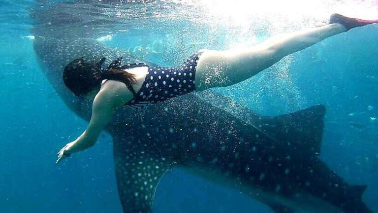 Oslob: Whale Shark Swim & Snorkeling Experience Tour - What Makes This Tour Stand Out?