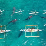 Oslob Whale Shark & Tumalog Waterfalls & Sumilon Sandbar - What’s Included and What to Consider