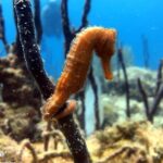 PADI Open Water Diver Course in Bayahibe - Who Should Consider This Course?