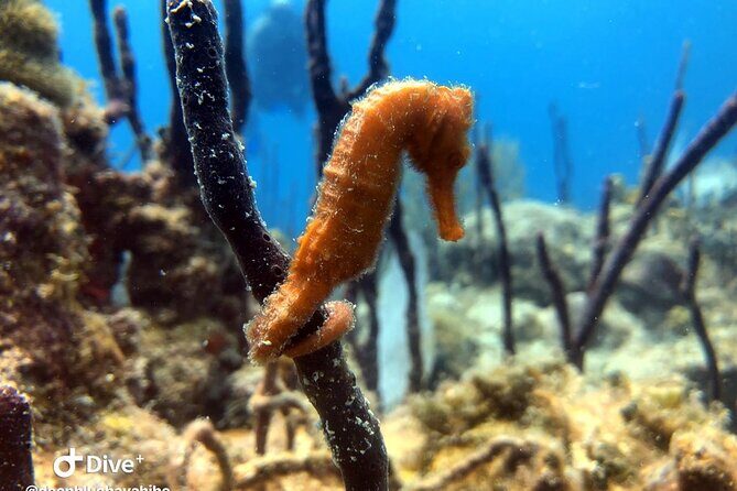 PADI Open Water Diver Course in Bayahibe - Who Should Consider This Course?