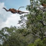 Pangkalan Bun Tanjung Puting Orangutan Day Tour by Speedboat - The Itinerary Breakdown