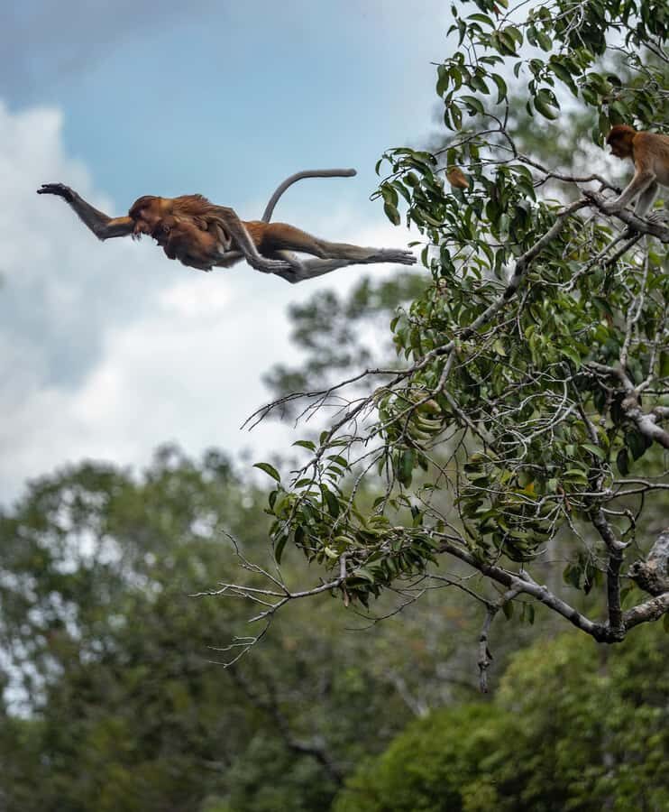 Pangkalan Bun Tanjung Puting Orangutan Day Tour by Speedboat - The Itinerary Breakdown