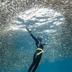 Panglao: Napaling Reef and Sardines Freediving Experience - Who Is This Tour Best For?
