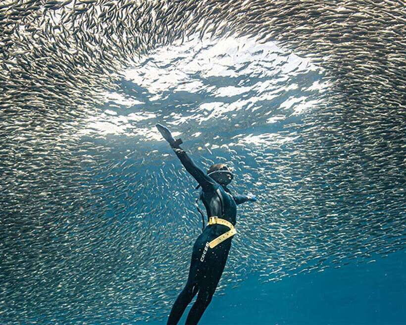 Panglao: Napaling Reef and Sardines Freediving Experience - Who Is This Tour Best For?