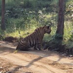 Panna National Park and Tiger Reserve Jeep Safari from Khajuraho - What Could Be Improved?