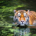 Panna Tiger Reserve Buffer Zone Safari - FAQs