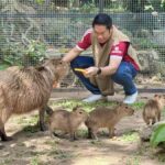 Pattaya: Khao Kheow Zoo & J-Park Japanese Village Day Trip - Who Will Love This Tour?