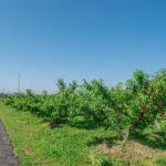 Peach Farm Walk & Farming Experience with a Peach Drink - The Sum Up