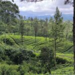 Pekoe Trail 6-9: Guided 6 Day Trail with Hotels & Transfers - What Makes this Tour Stand Out?