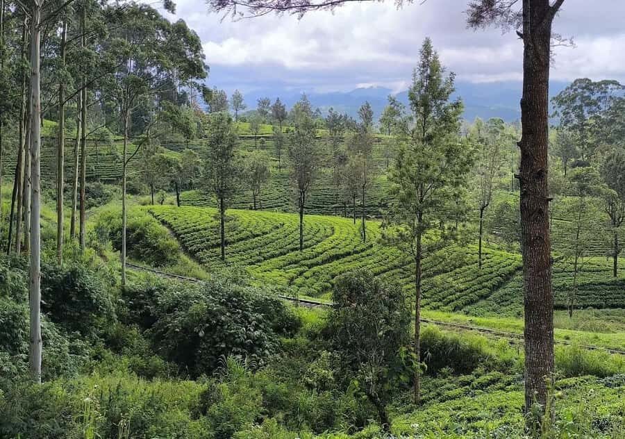 Pekoe Trail 6-9: Guided 6 Day Trail with Hotels & Transfers - What Makes this Tour Stand Out?