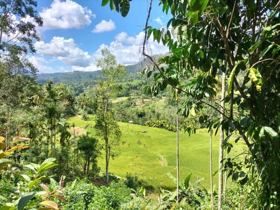 Pekoe Trail Stage 4 Guided Hike (Tawalantenne-Pundaluoya) - Why This Tour Is a Great Value