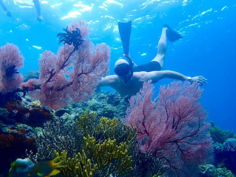 Pemuteran Bali: Menjangan Island Snorkeling Trip with Lunch - Deep Dive into the Itinerary