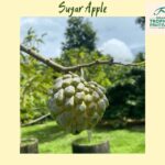 Penang: Tropical Fruit Farm Ticket - An In-Depth Look at the Tour Experience