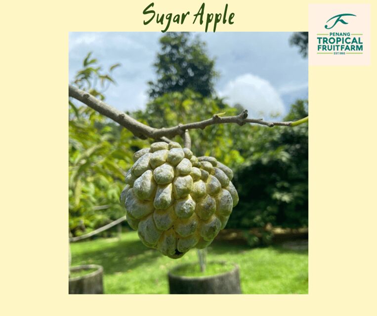 Penang: Tropical Fruit Farm Ticket - An In-Depth Look at the Tour Experience