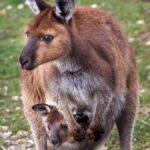 Penneshaw: Shore Excursion Kangaroo Island Scenic Tour - Authentic Insights from Reviews