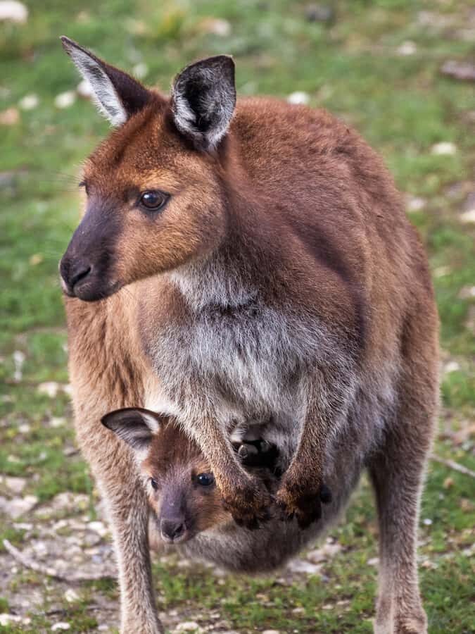 Penneshaw: Shore Excursion Kangaroo Island Scenic Tour - Authentic Insights from Reviews