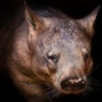 Perth: Nocturnal Night Stalk Tour with WA Wildlife Encounter - Practical Details and What to Expect