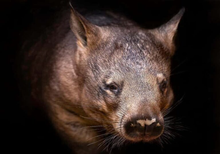 Perth: Nocturnal Night Stalk Tour with WA Wildlife Encounter - Practical Details and What to Expect