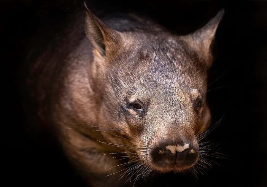 Perth: Nocturnal Night Stalk Tour with WA Wildlife Encounter - Practical Details and What to Expect