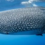 Philippines: 7-Day Boracay, Cebu, and Bohol Tour - Practical Details and Insights