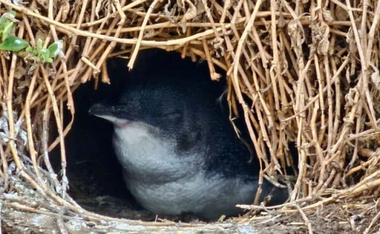 Phillip Island Penguin Parade Afternoon Tour from Melbourne - The Value of Guided Experience and Expert Guides