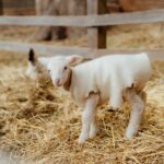 Phillip Island Penguin Parade and Churchill Island Farm Bus Tour - Practical Points and Value