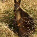 Phillip Island Penguin Parade Private Tour - Final Thoughts: Who Is This Tour Best For?