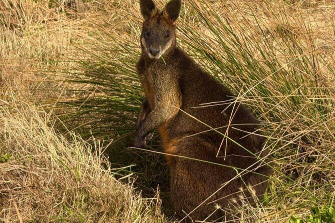 Phillip Island Penguin Parade Private Tour - Final Thoughts: Who Is This Tour Best For?