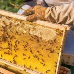 Phu Quoc: Half-Day Starfish Beach Tour (No Lunch) - Practical Details and What to Expect