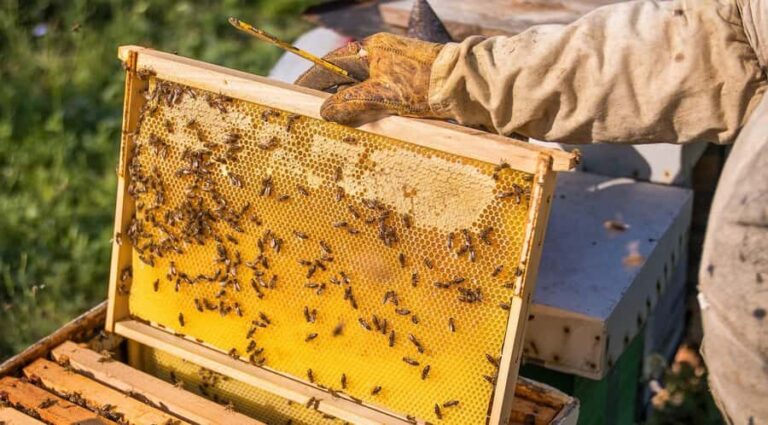 Phu Quoc: Half-Day Starfish Beach Tour (No Lunch) - Practical Details and What to Expect