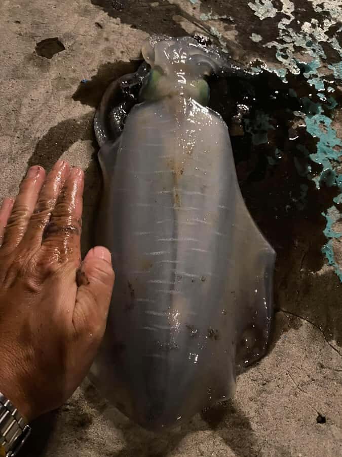 Phu Quoc Island Sunset Dinner Cruise Tour With Squid Fishing - Practical Details & Tips