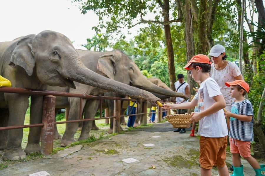 Phuket: Bukit Elephant Park Sanctuary Tour with Lunch - The Bottom Line: Who Is This Tour Best For?