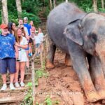 Phuket Elephant Conservation: Half-Day I Cooking Class I DIY - Final Thoughts