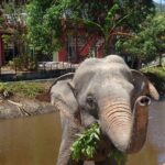 Phuket: Elephant Nature Walk - Guided Tour with Transport - Final Thoughts on the Phuket Elephant Nature Walk