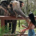 Phuket: Elephant Sanctuary Tour - Canopy Walk & Feeding - The Experience Through Reviewers’ Eyes