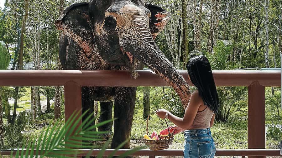 Phuket: Elephant Sanctuary Tour - Canopy Walk & Feeding - The Experience Through Reviewers’ Eyes