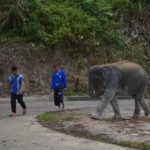 Phuket: Elephant Sanctuary & Zipline Adventure Combo - An Overview of the Experience
