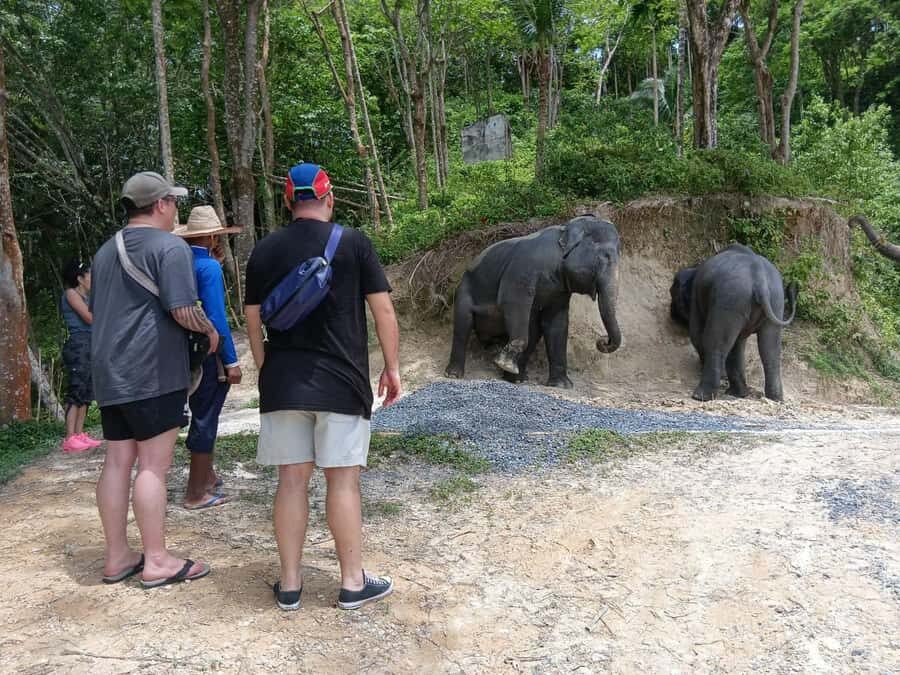 Phuket: Guided Tour to Elephant Sanctuary with Transfer - Practical Details and Tips