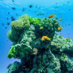 Phuket/Khao Lak: Similan Royal Day Trip by Speed Catamaran - The Real Value: Whats Included and Whats Not