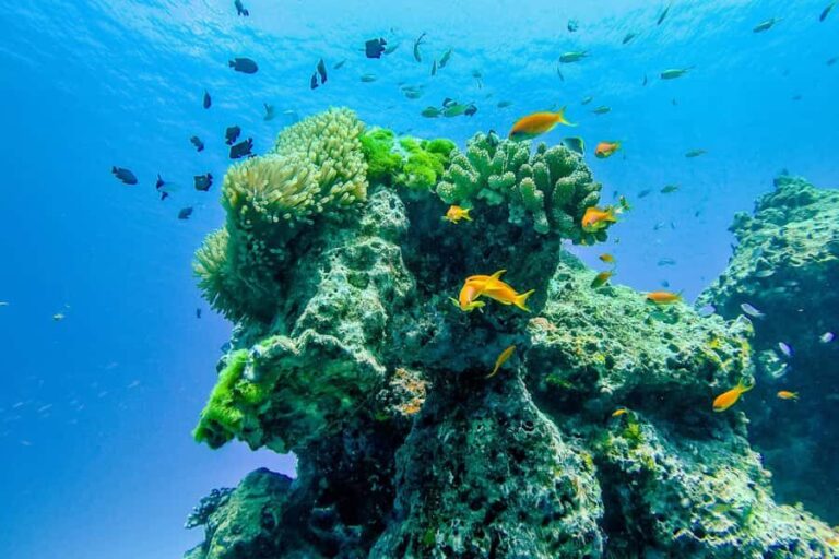 Phuket/Khao Lak: Similan Royal Day Trip by Speed Catamaran - The Real Value: Whats Included and Whats Not